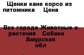 Щенки кане корсо из  питомника! › Цена ­ 65 000 - Все города Животные и растения » Собаки   . Амурская обл.,Архаринский р-н